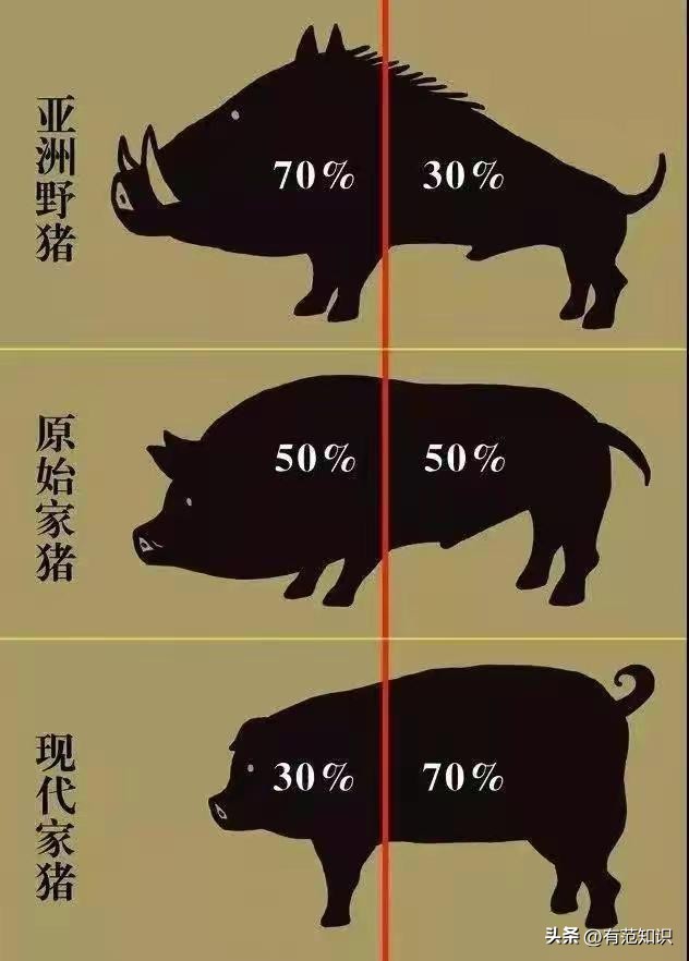 韩媒:五花肉是中国人剽窃韩国人的,网友:猪的历史都比TA长