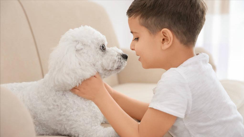 比熊泪痕怎么去除5个小窍门,比熊泪痕严重四大办法轻松消除