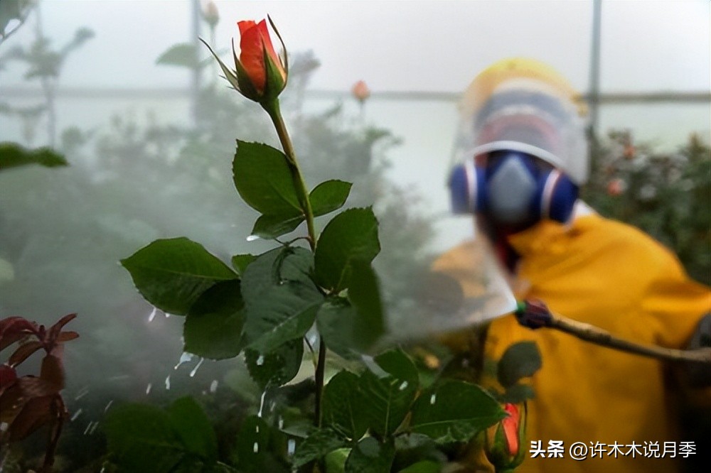 秋天月季雨水多月季会不会烂根,月季雨季长白粉怎么办