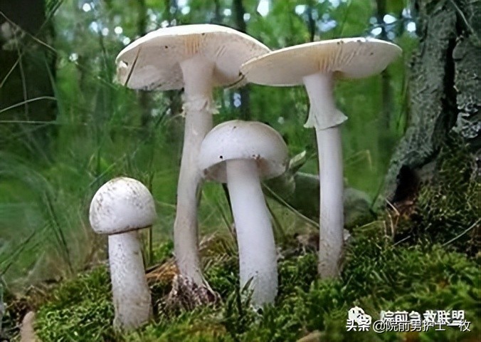 蘑菇中毒最常见品种,有毒蘑菇的八种识别方法