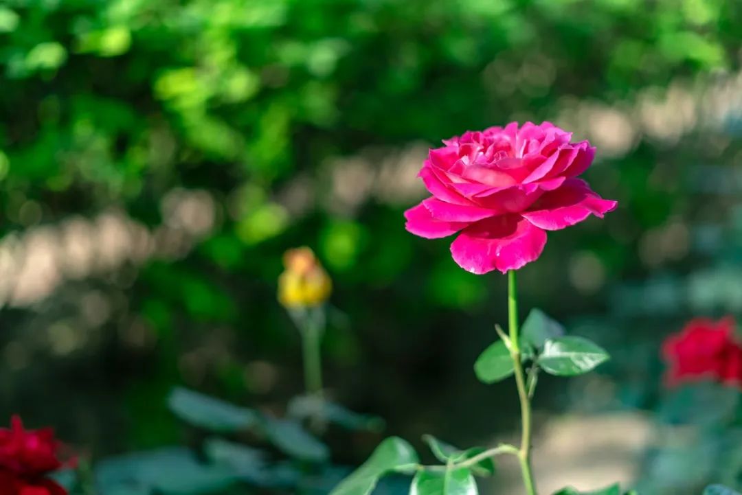 最有文采的新年诗词,新年积极向上的诗词