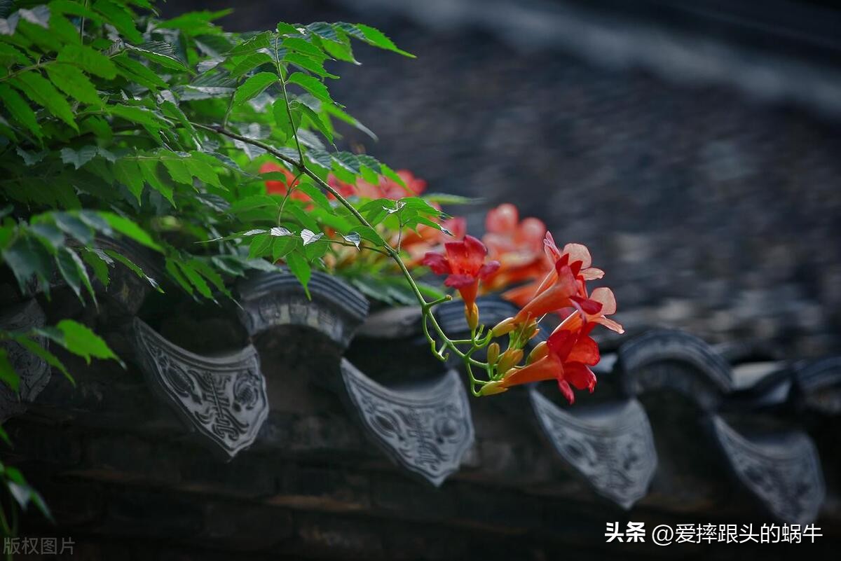 夏日里盛开的凌霄花,绚烂开放的凌霄花