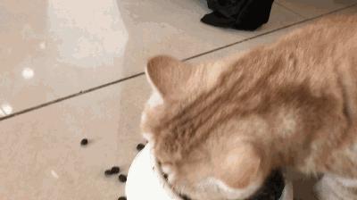 猫咪放屁屎臭正常吗,猫咪放屁臭是什么情况