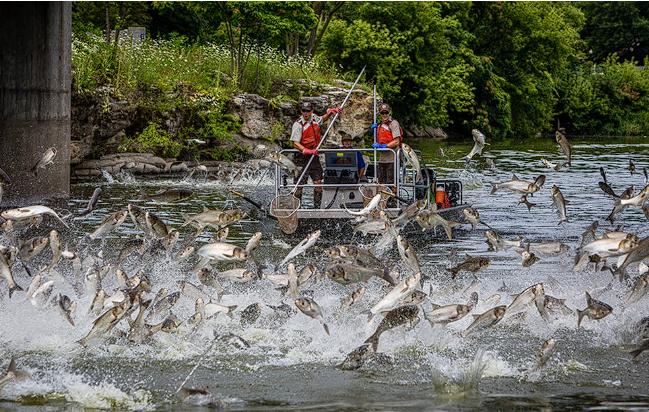 鳄雀鳝为什么不吃亚洲鲤鱼,鳄雀鳝治理亚洲鲤鱼