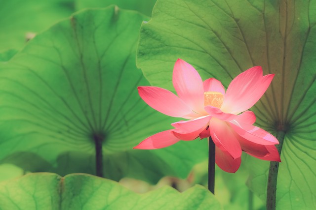 诗词里的荷花，冷香拂面映日红