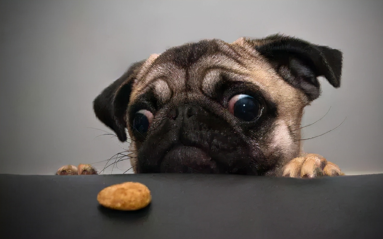 100多种名犬图片大全大图高清,100多种名犬图片大全大图