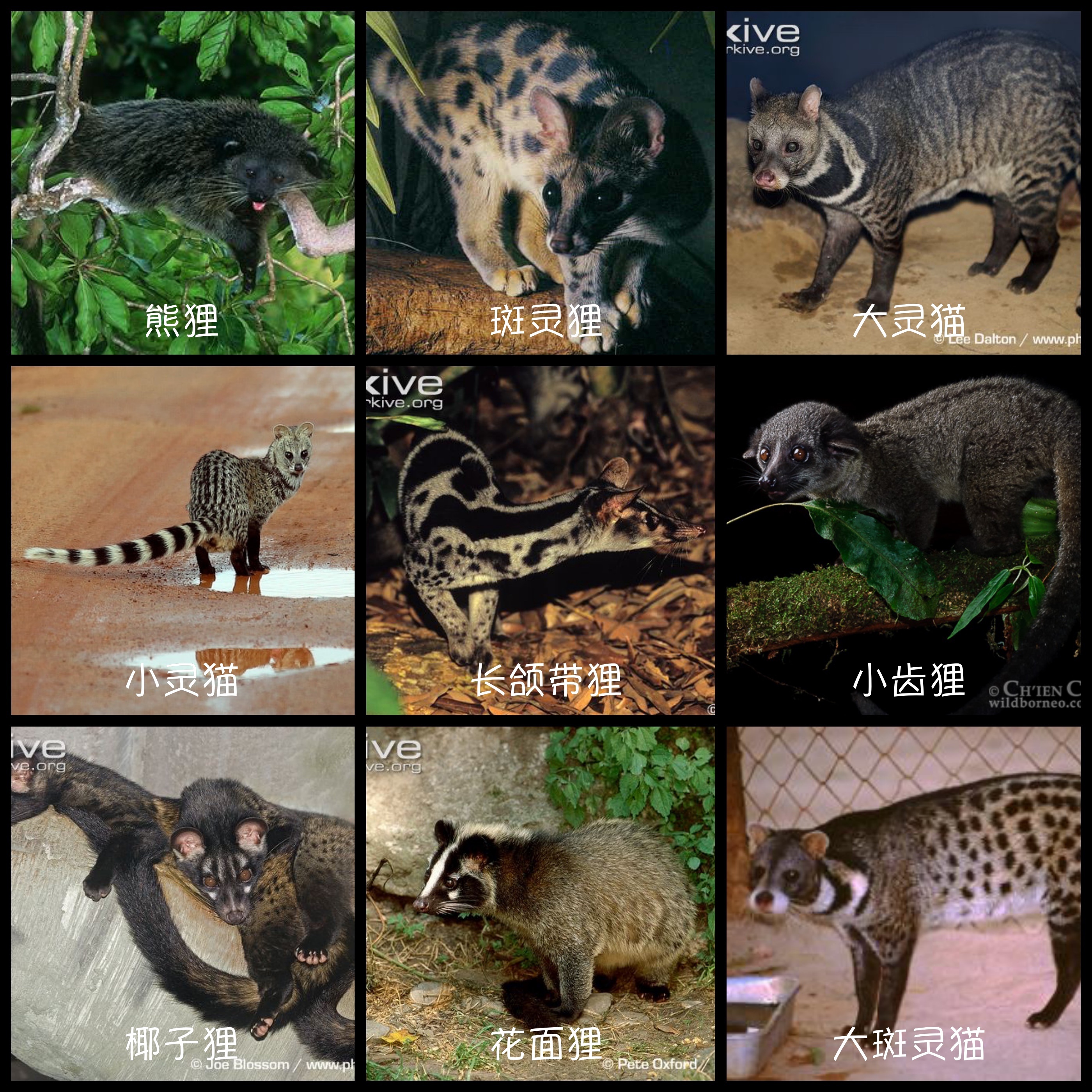 小灵猫深圳,深圳小灵猫