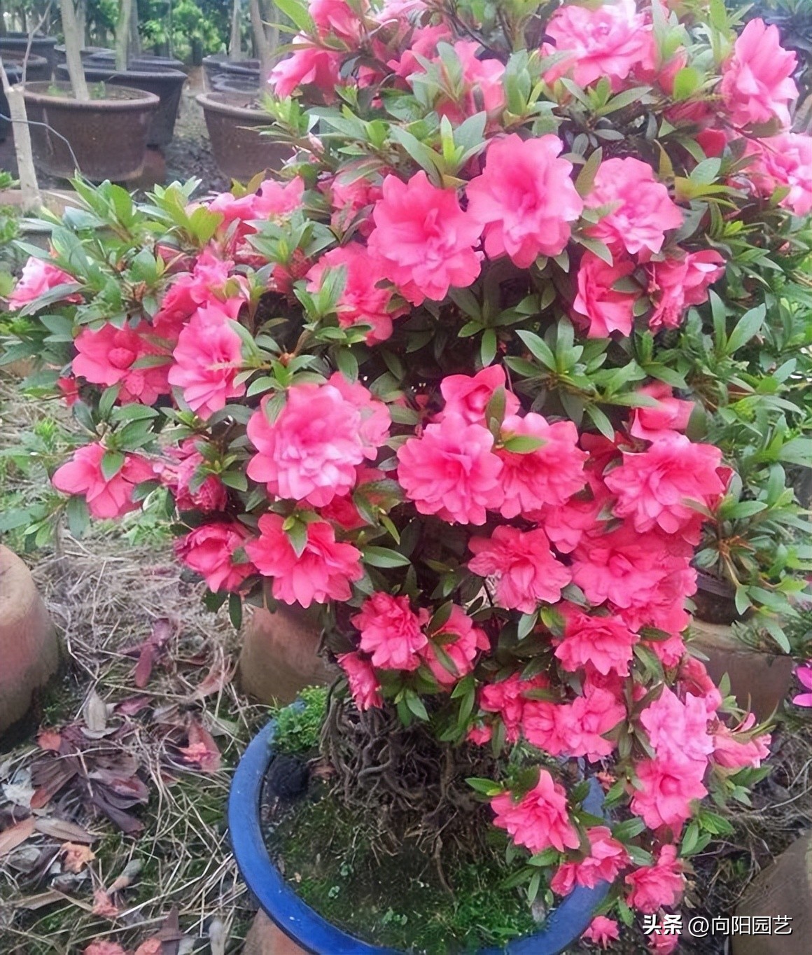 反季节栽杜鹃花,杜鹃花先别急着丢掉