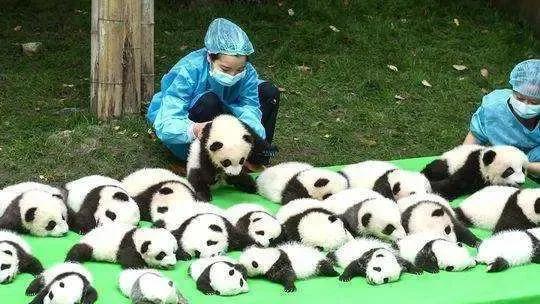 熊猫界几大家族,熊猫的种类有多少种