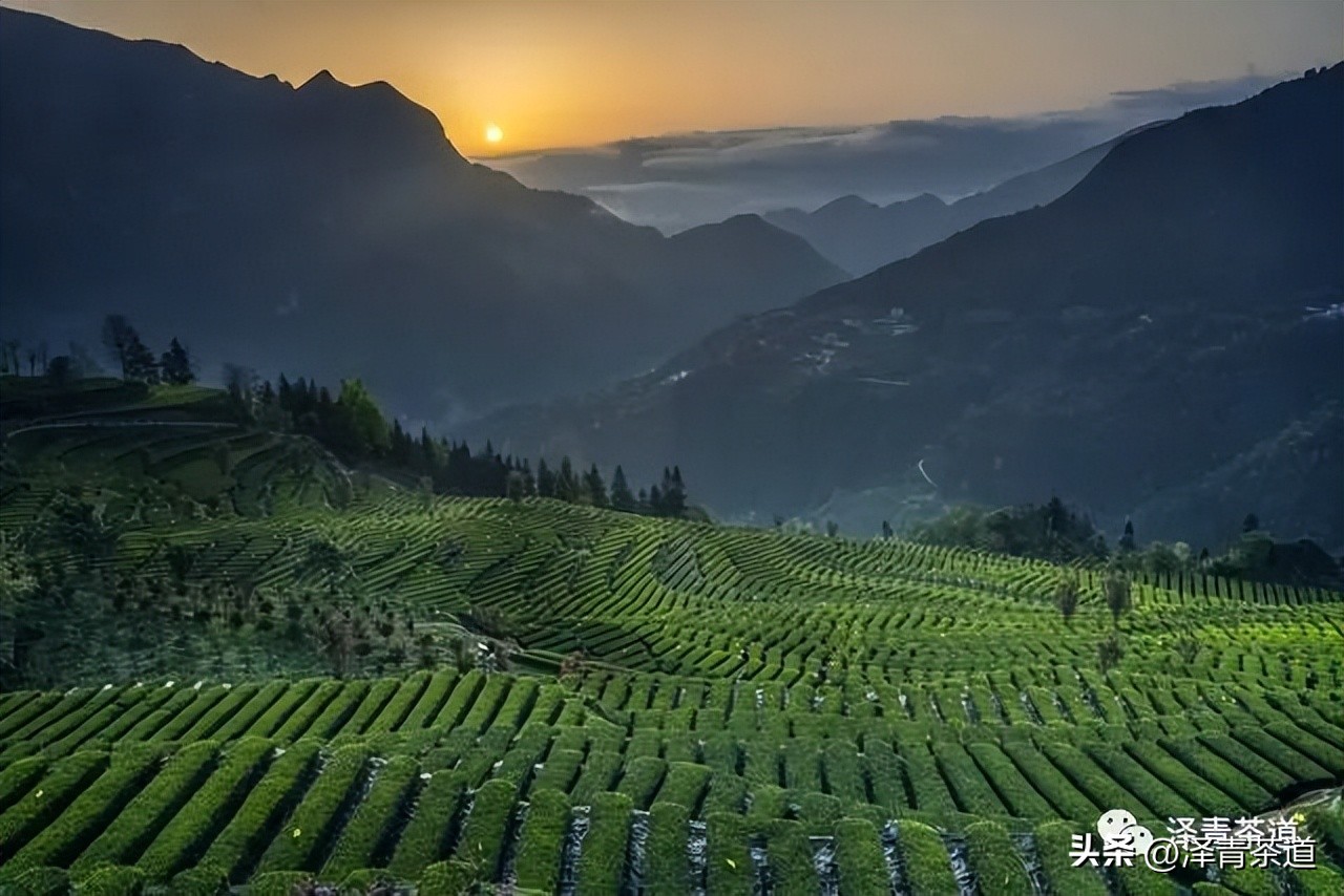 福建中国茶叶第一大省,中国茶叶排名第一省