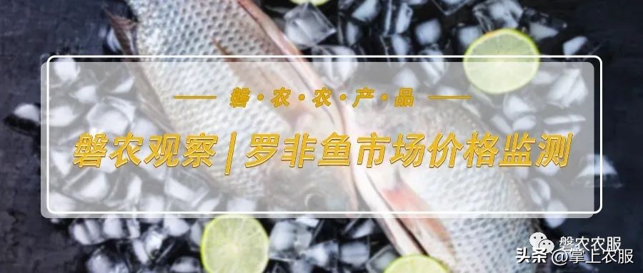 昆明罗非鱼批发多少钱一斤,武汉罗非鱼批发多少钱一斤