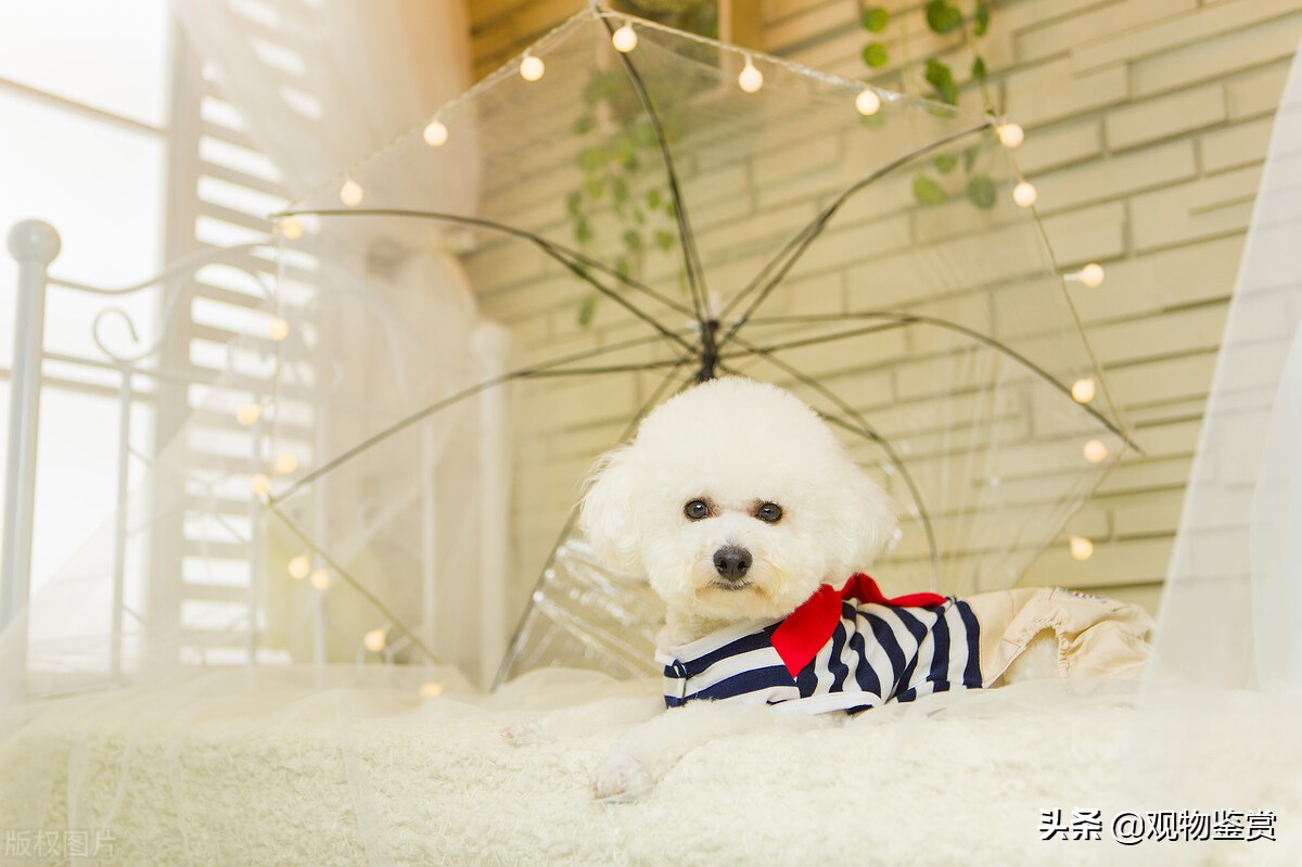 泰迪是什么属性的狗狗,泰迪犬的分类和区别