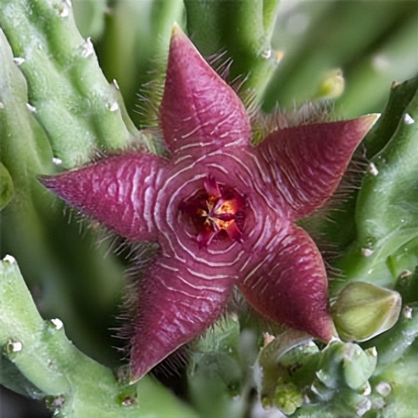 102个大类近500个多肉植物图片，都极其美丽，建议在家中也养一盆