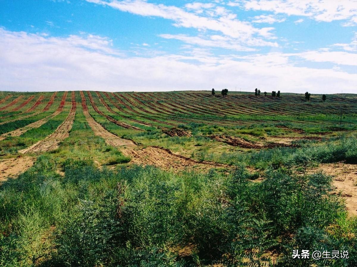 戈壁西瓜现状如何,戈壁西瓜种植技术
