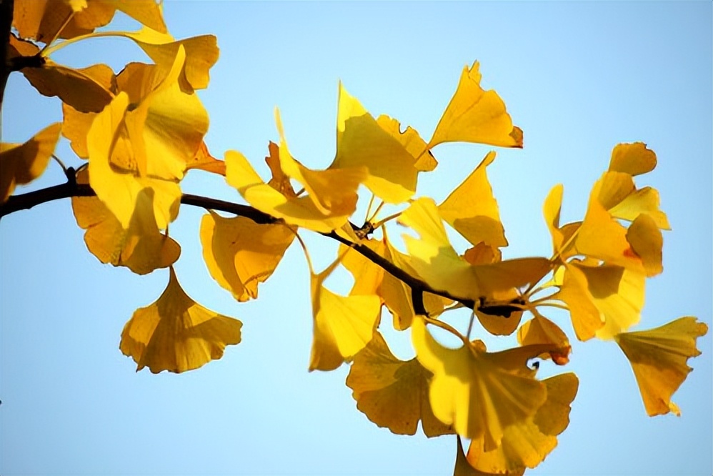 十年前种的树现在能卖多少钱,现在种树什么树值钱