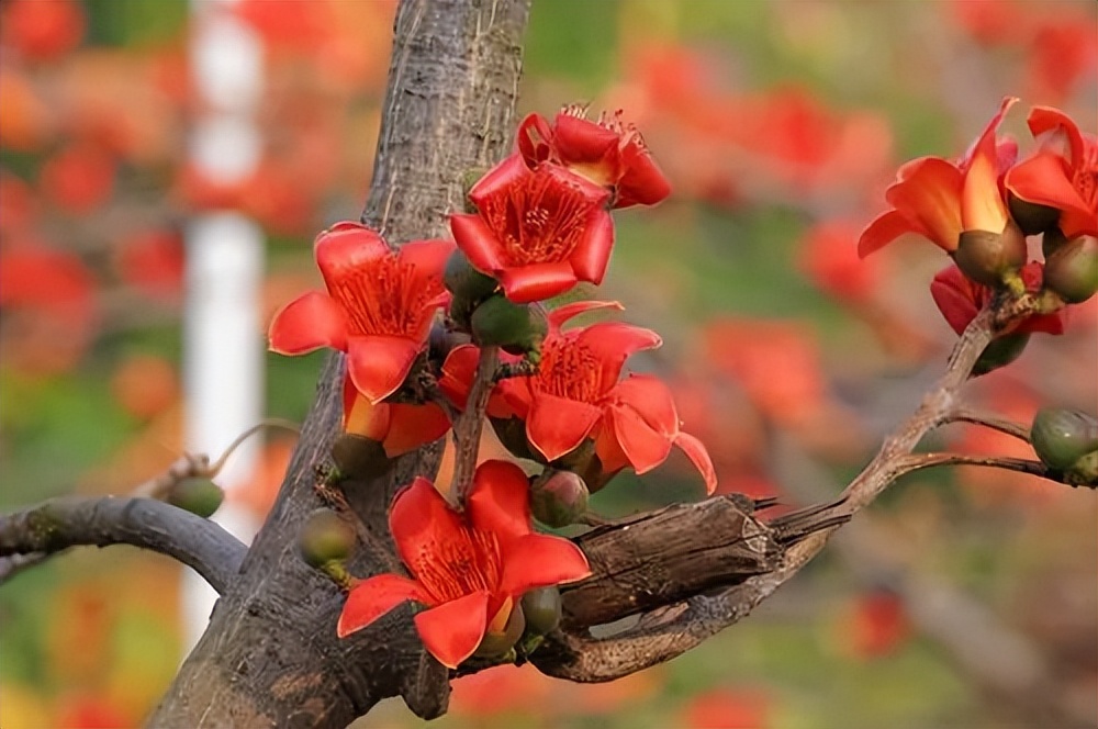路边这朵大红花，是祛湿健脾好帮手！用它煲汤，清热利湿健脾补气