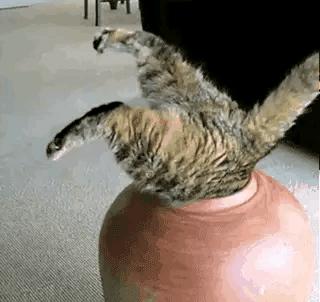 家猫狸花猫流浪后还能存活吗,狸花猫被前主人弃养不吃不喝