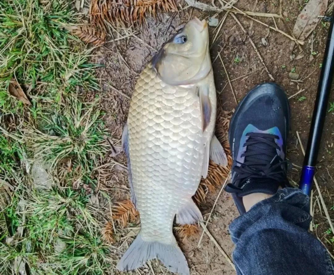 南水水库钓20斤大鲤鱼视频,钓鱼爱好者意外钓起罕见大鲤鱼