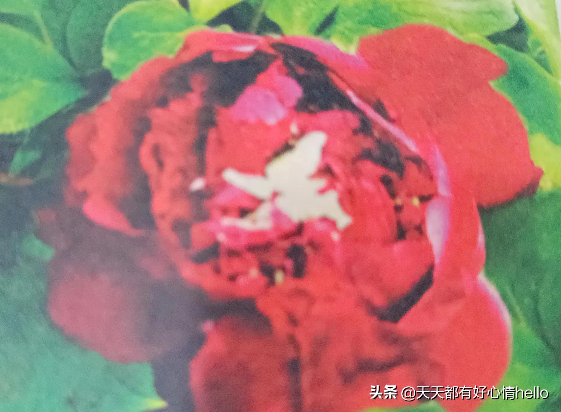 我国的市花有哪些,中国各个城市的市花是什么