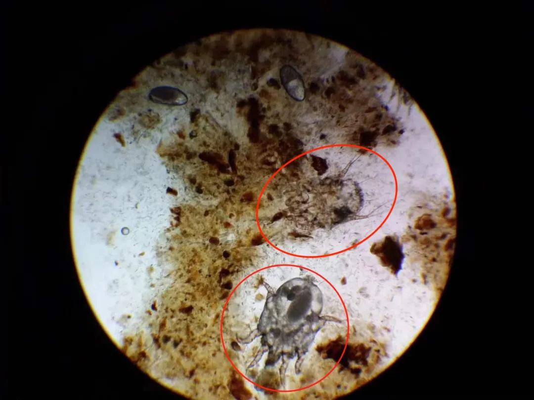 猫咪去宠物店洗完澡过敏,猫咪去宠物店洗澡引起应激反应