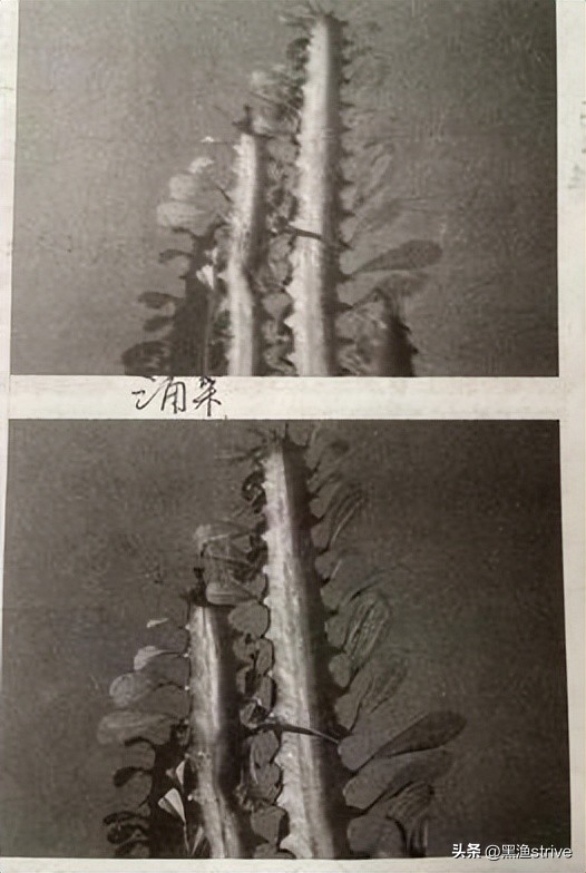 什么是摄影艺术独特的本质特征,什么是摄影测量的方位元素