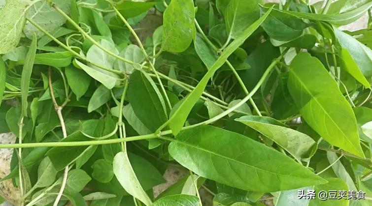 广东7大怪菜都是本地人的心头爱,广东十大怪菜大全