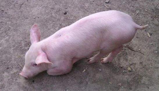 骨软骨病怎么回事,骨软骨病的原因及治疗