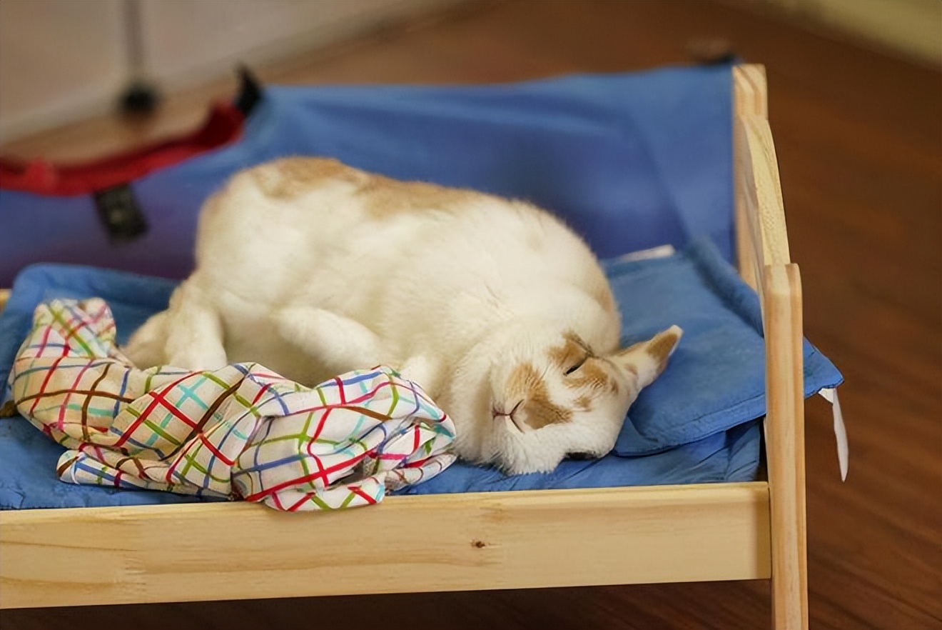 为什么兔子不作为宠物,兔子为什么不能当作宠物