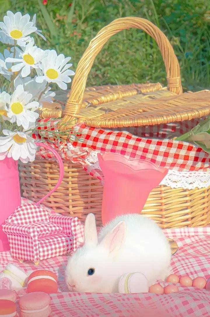 在网上买宠物兔全过程,网上购买宠物兔兔的饲养方式