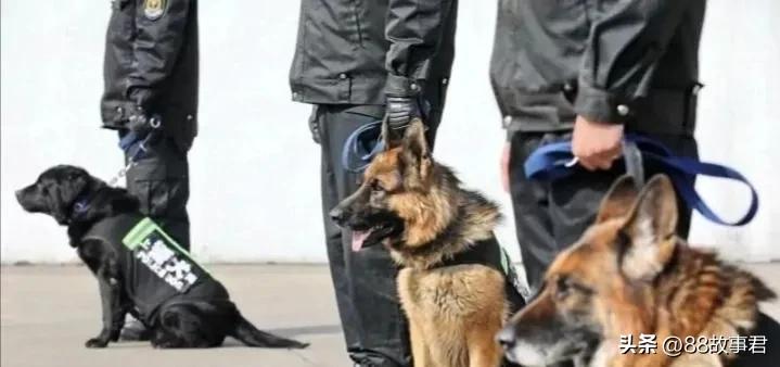 双桥老流氓案真实案例,双桥老流氓案件案例