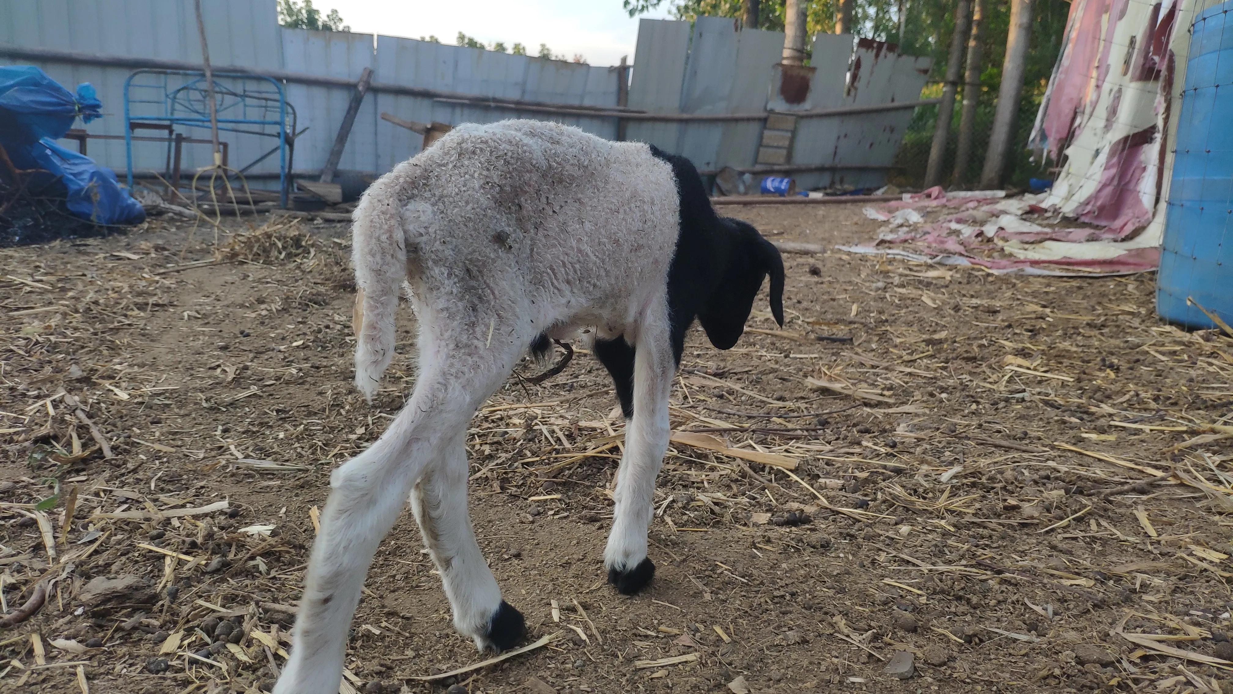 放养的羊一天生太多小羊怎么管,成群小羊不长成僵羊了怎么治