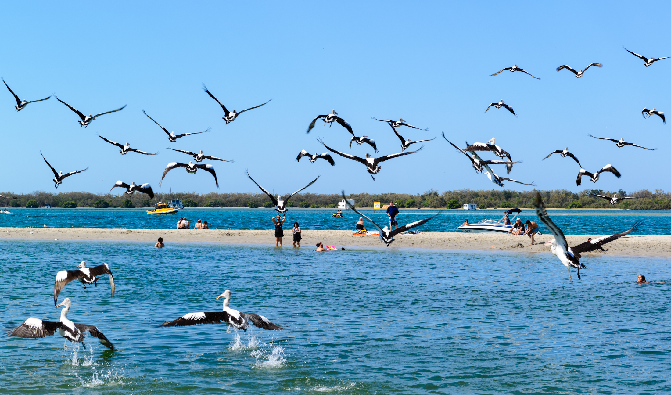 澳洲海边鹈鹕,澳洲黄金海岸鹈鹕