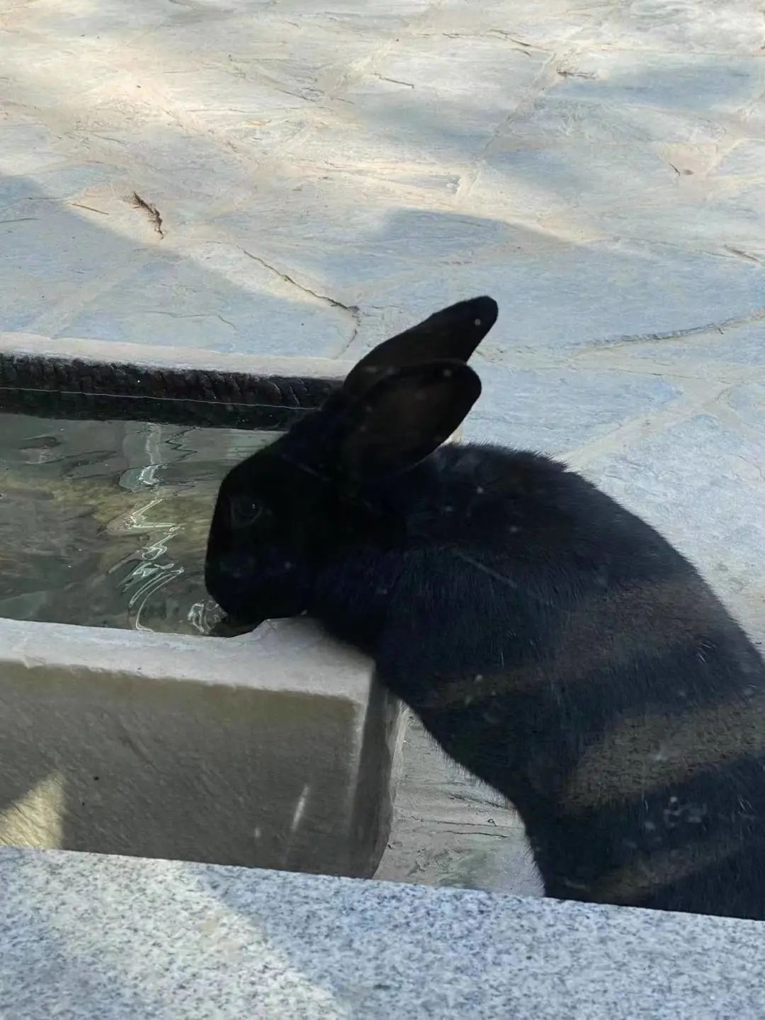 猫掉缸里怎么办,猫咪老是掉缸怎么办