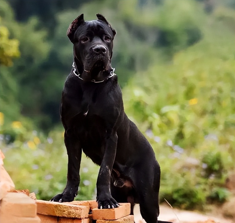 哪种狗适合和卡斯罗一起养,养狗卡斯罗幼犬