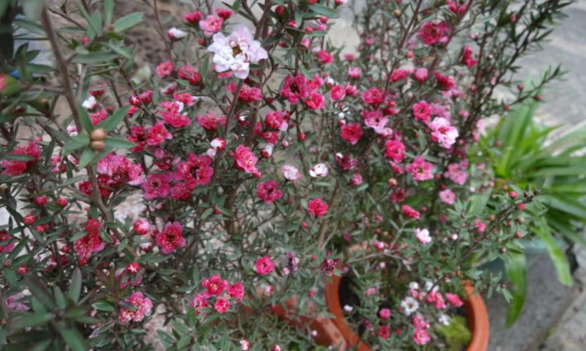 松红梅花好养,松红梅怎么养才能多开花
