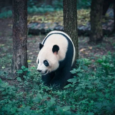 成都去北海自驾旅游攻略及花费,成都重庆九寨沟旅游攻略自由行
