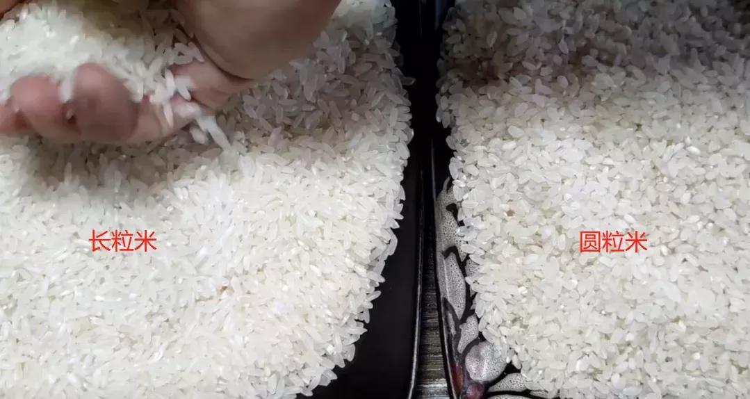 大粒大米好还是小粒大米好,大米珍珠米好还是长粒米好