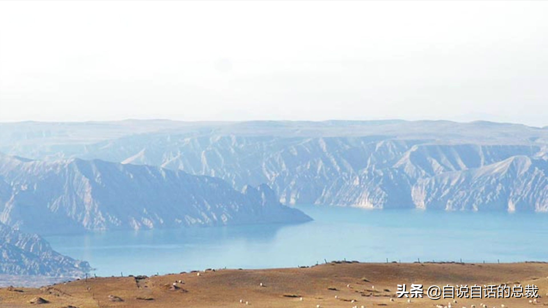 国内的假三文鱼是什么鱼,哪种才是真正的三文鱼