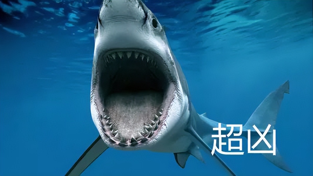 无沟双髻鲨是最大的鲨鱼吗,窄头双髻鲨可以在淡水活吗