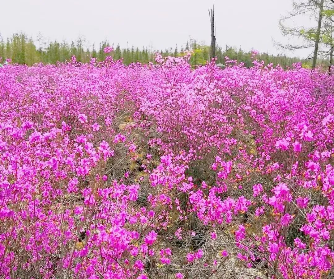 花漾一站式,花漾图们一站式体验春日浪漫