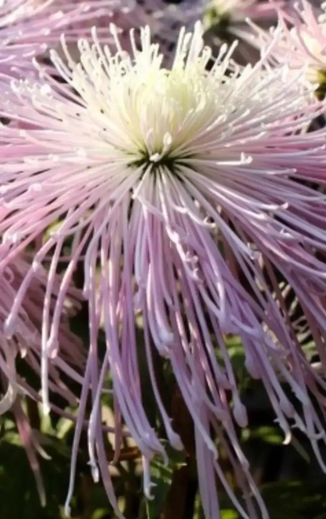 最最漂亮的金丝菊图片,美丽的金丝菊美图