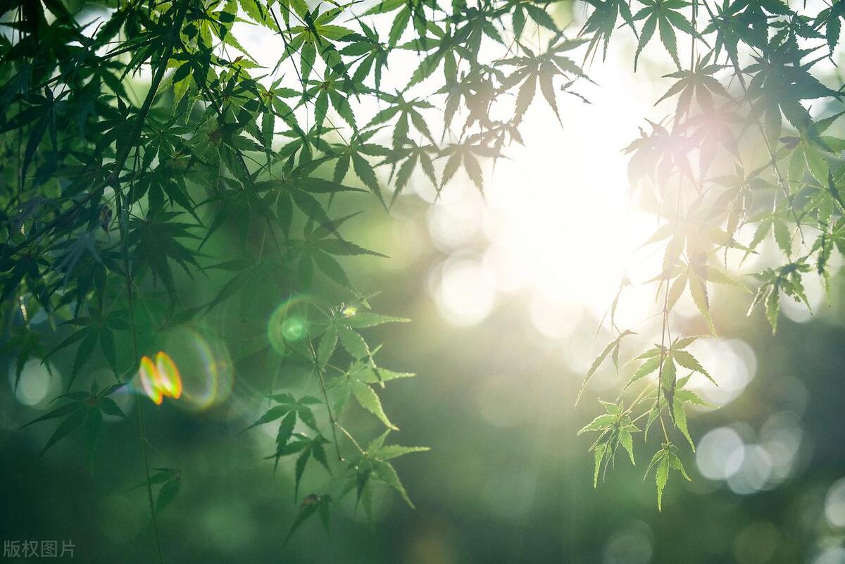 7月将至,少吃牛肉和鱼肉,多吃这3种肉,腿脚有劲,精神头足