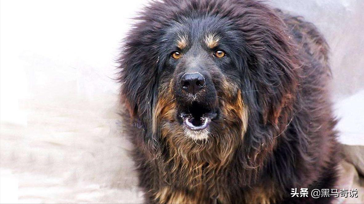 纯种野生藏獒濒临灭绝,藏獒这10年来都经历了啥