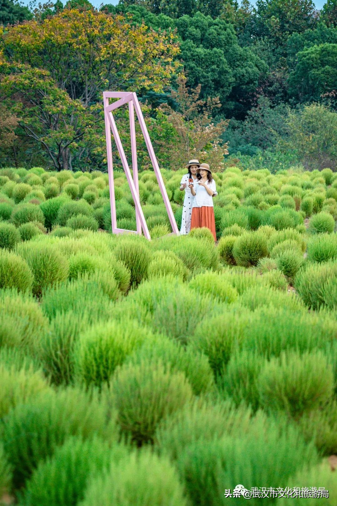武汉市区内最大的向日葵花海开了,武汉最大的向日葵基地