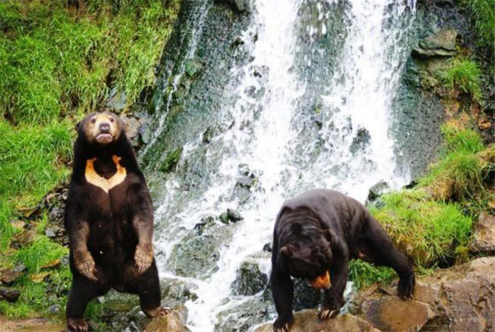 熊出没挖蜂蜜,熊出没之熊二掏蜂蜜