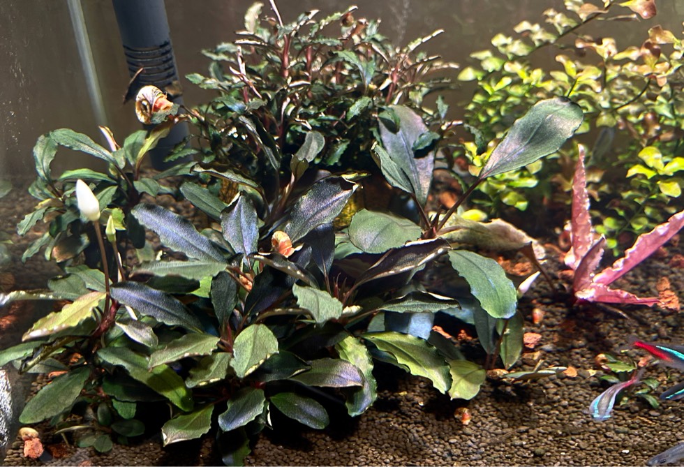 辣椒榕水草需要水草泥吗,幽灵辣椒榕能栽水草泥里吗