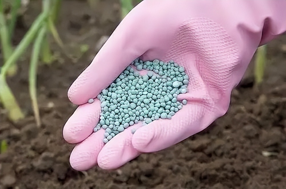 10月份养花注意什么,10月养栀子花