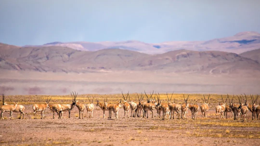 夏天哪里看油菜花最美,夏天去哪里看油菜花最好