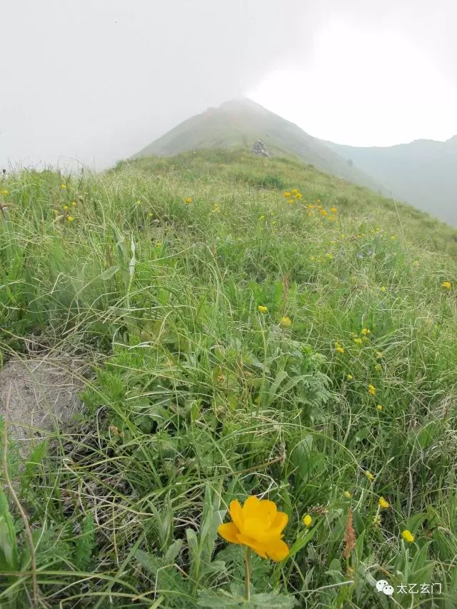 小五台山金莲花坡,小五台金莲花