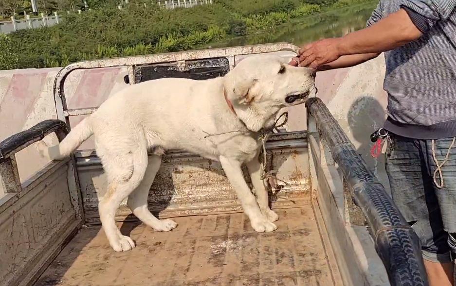 被主人抛弃的拉布拉多被人捡了,拉布拉多犬走丢一年后看见主人